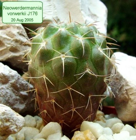 Neowerdermannia _vorwerkii J176 _03